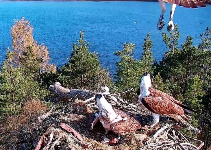 KN8 intruding osprey