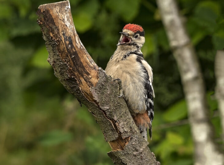 Woodpecker © Bob Coyle