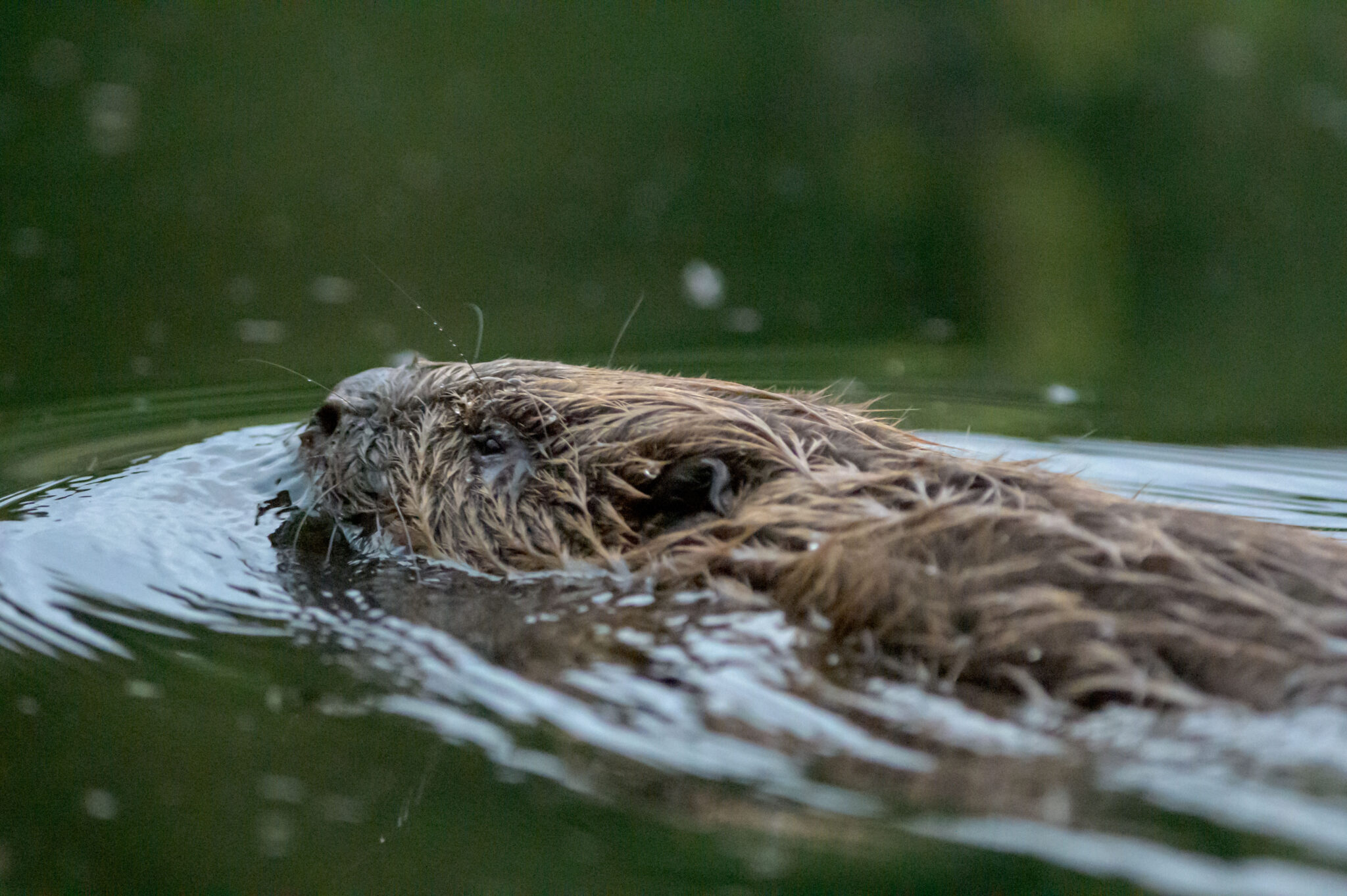 How returning beavers to Scotland can benefit a wide range of wildlife