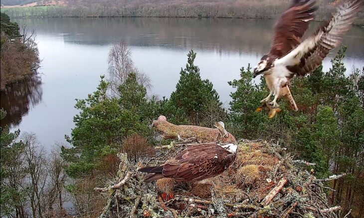 LM12 pictured landing on the nest with a perch grasped in his talons
