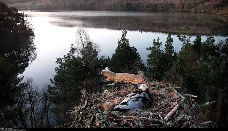 Female osprey watching over the loch from the nest with a frosty back
