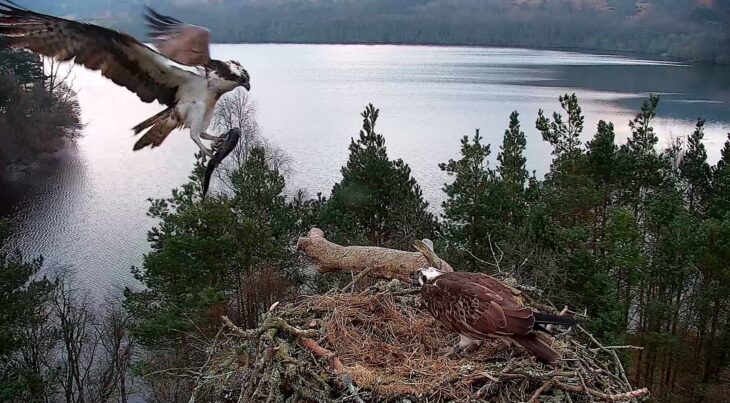 LM12 pictured landing on the nest, carrying a salmon 