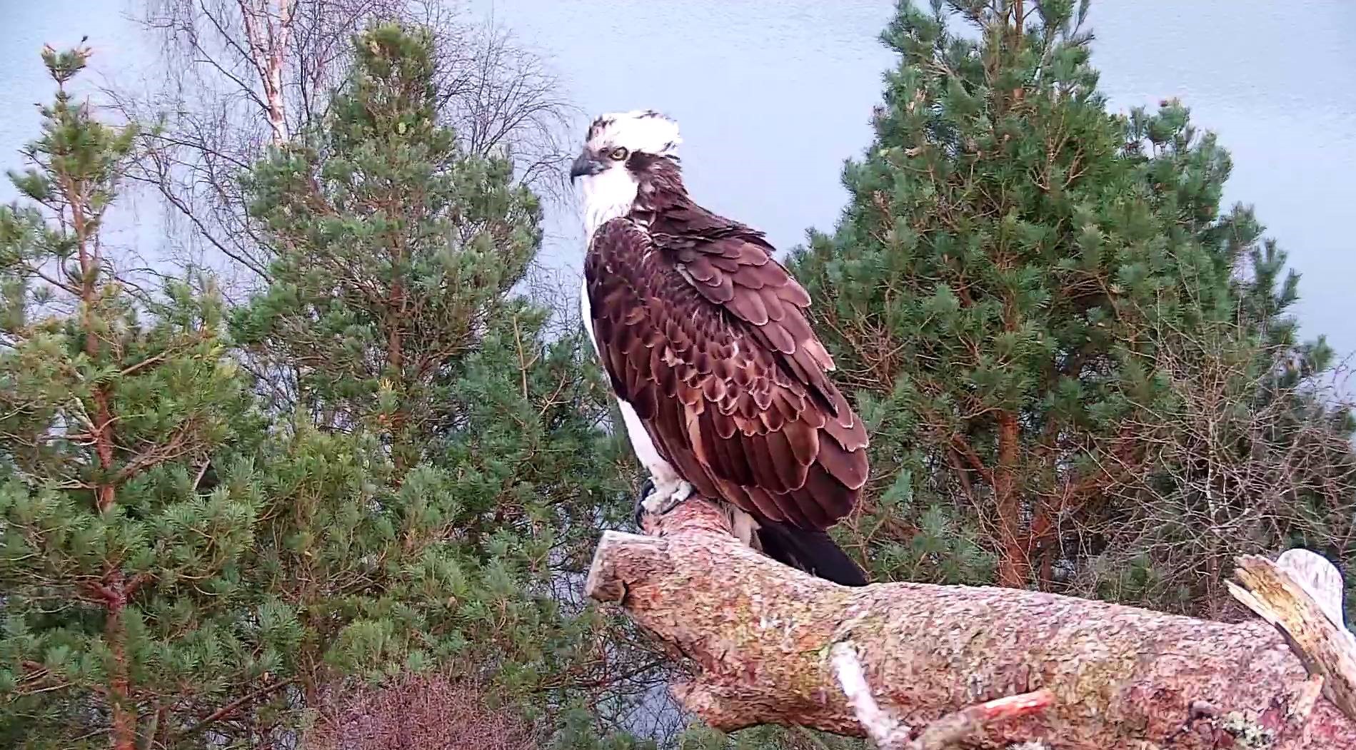 Osprey Diary at Loch of the Lowes – Weeks 1 & 2