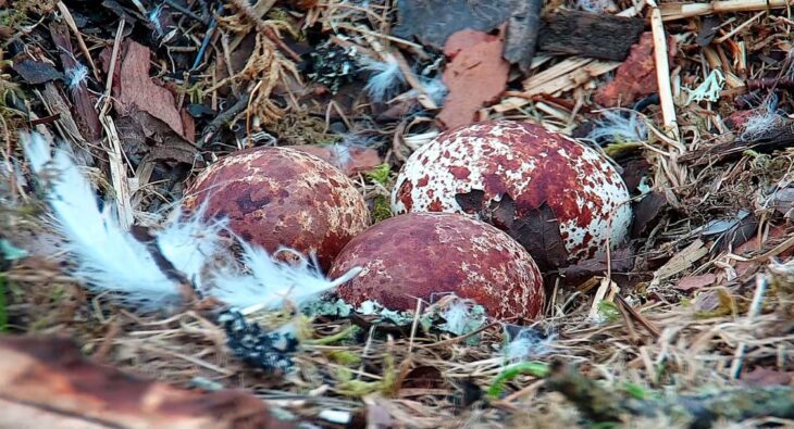 A close up on three red mottled osprey eggs in a nest, surrounded by moss, twigs and feathers.