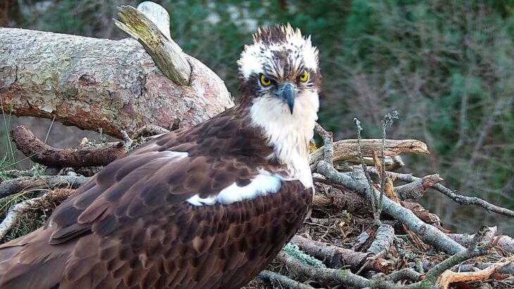 A headshot of male osprey LM12 with the nest and pine tree in the background.