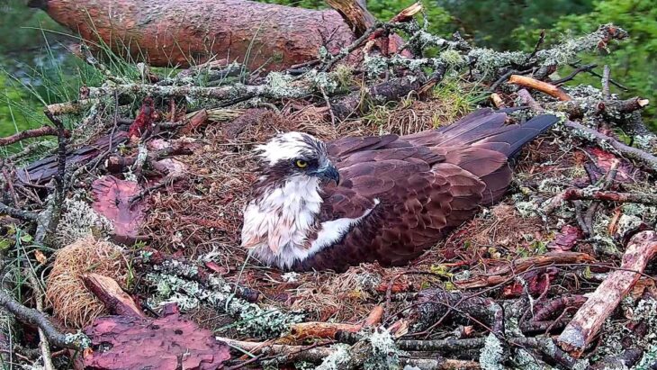 A close up of male osprey LM12 looking very bedraggled and soggy in wet weather on the nest.