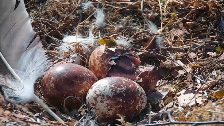 First osprey chick