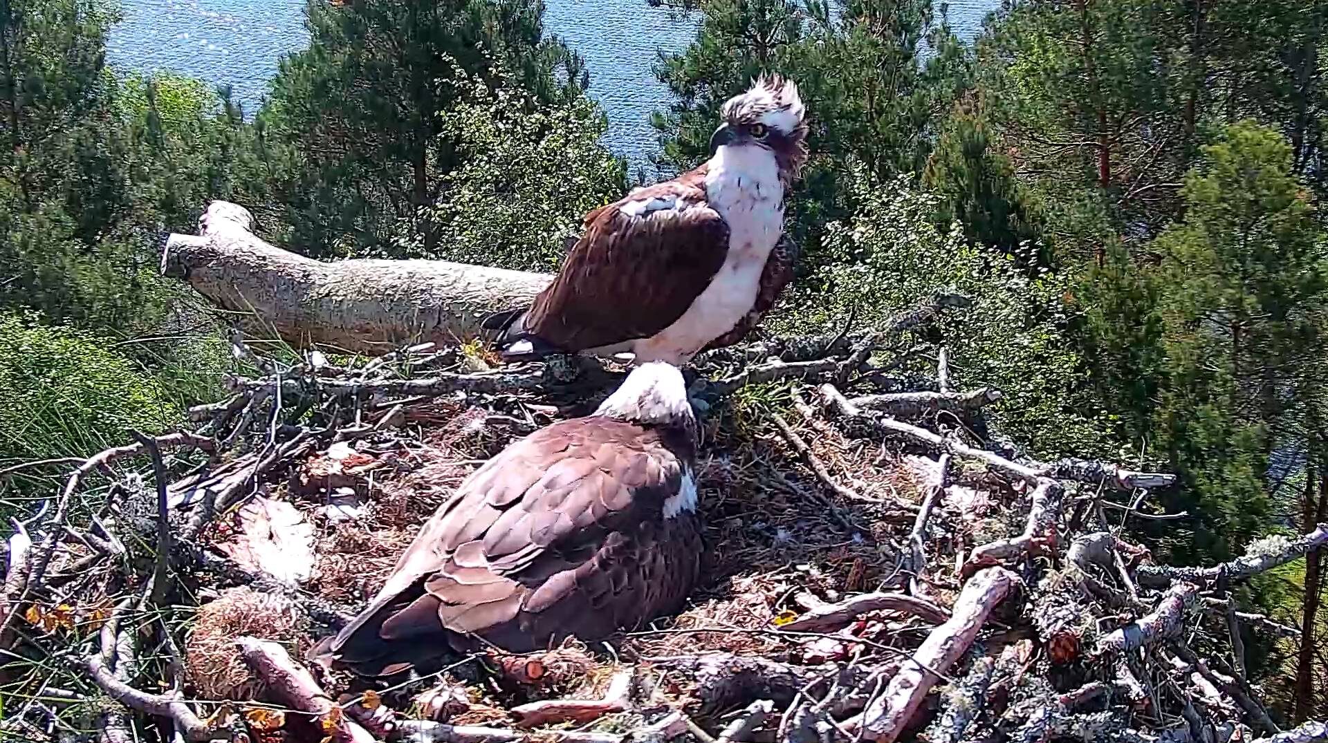 Osprey Chick 1s First Day At Loch Of The Lowes Wildlife Reserve Laptrinhx News