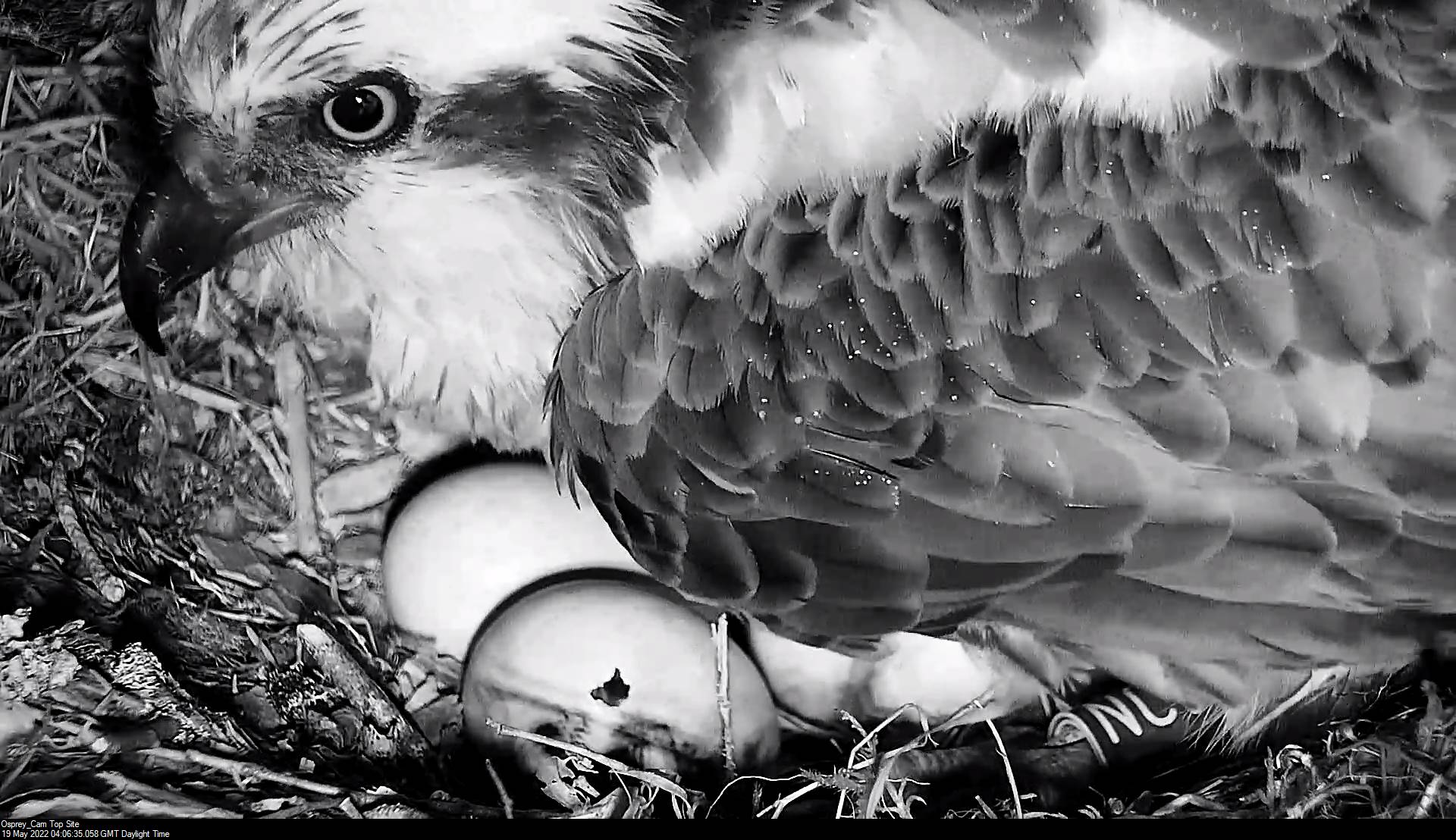 First egg starts hatching at Loch of the Lowes!