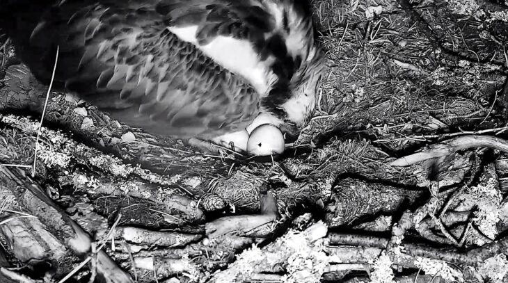 An egg in the Lowes osprey nest has a hole in it, which is a clear sign of hatching