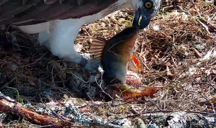 A close up of NC0 subduing a perch in the nest.