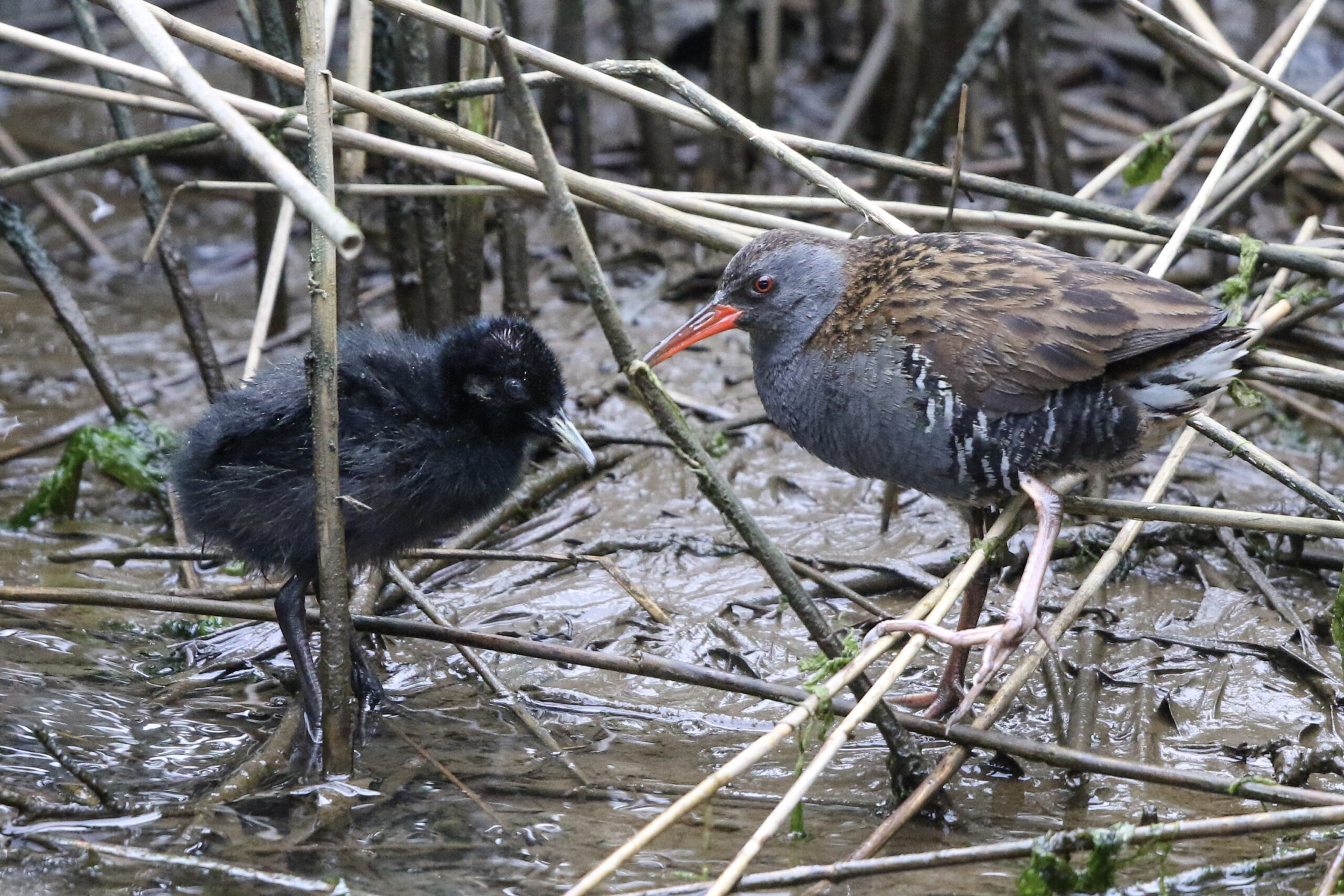 Montrose Basin Fledglings