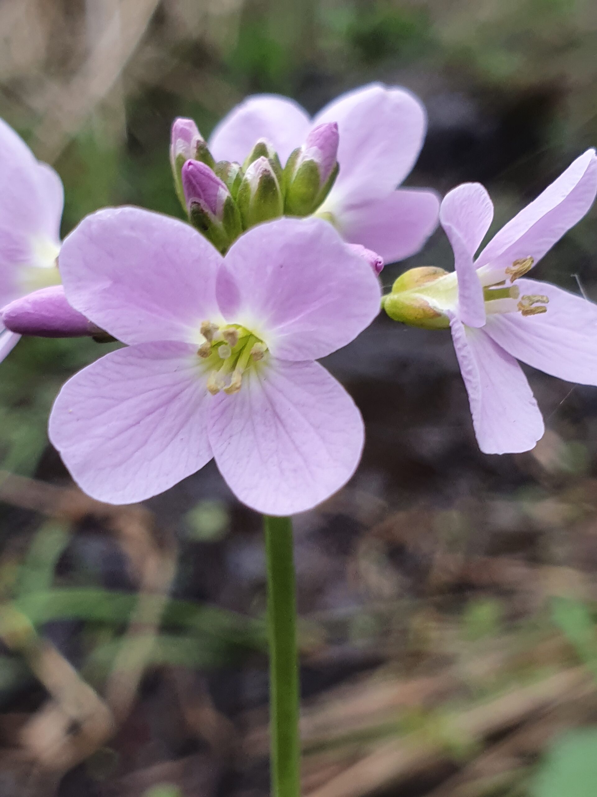 Five Wildflowers to see in May at the Falls of Clyde