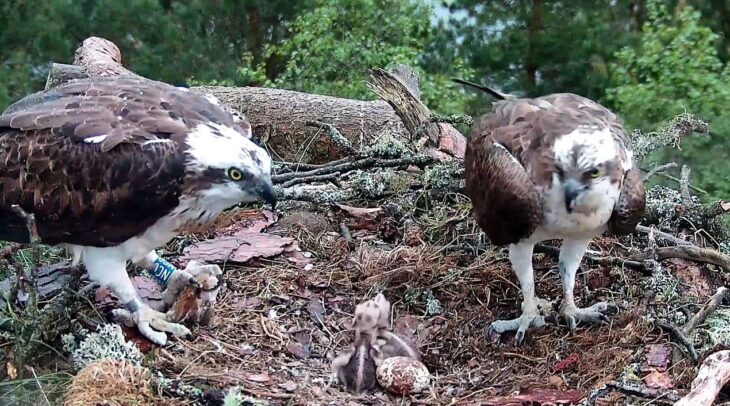 Female and Male osprey stand on nest with two hatched chicks begging for food in the centre.