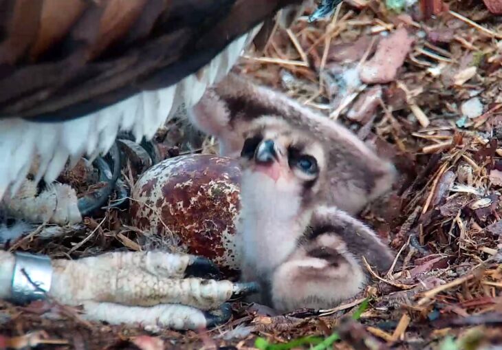 A close up of the third egg in the nest, revealing a crack or 'pip'