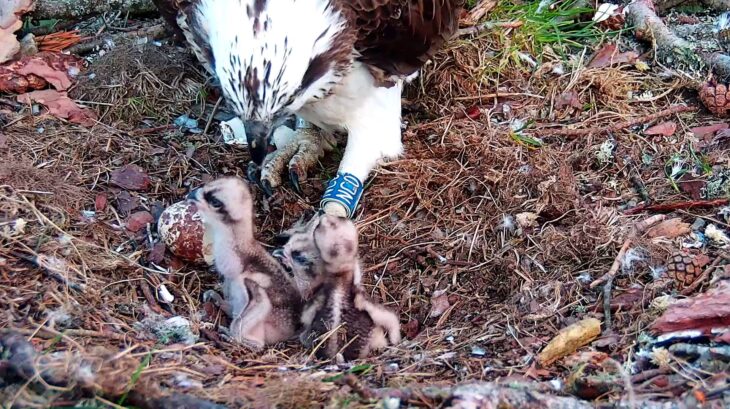 All three chicks upright in the nest, NC0 carefully watches over them