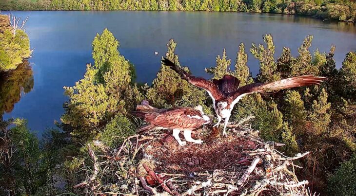 Male osprey LM12 arrives on the nest with a perch, greeted by his partner NC0 and now three chicks