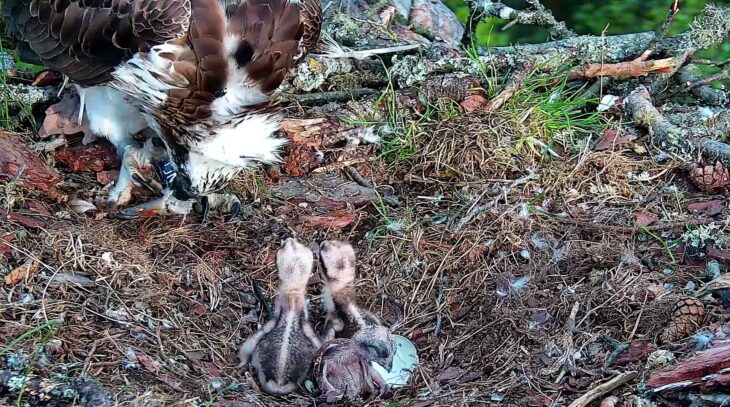 Third chick starts to fully leave its egg