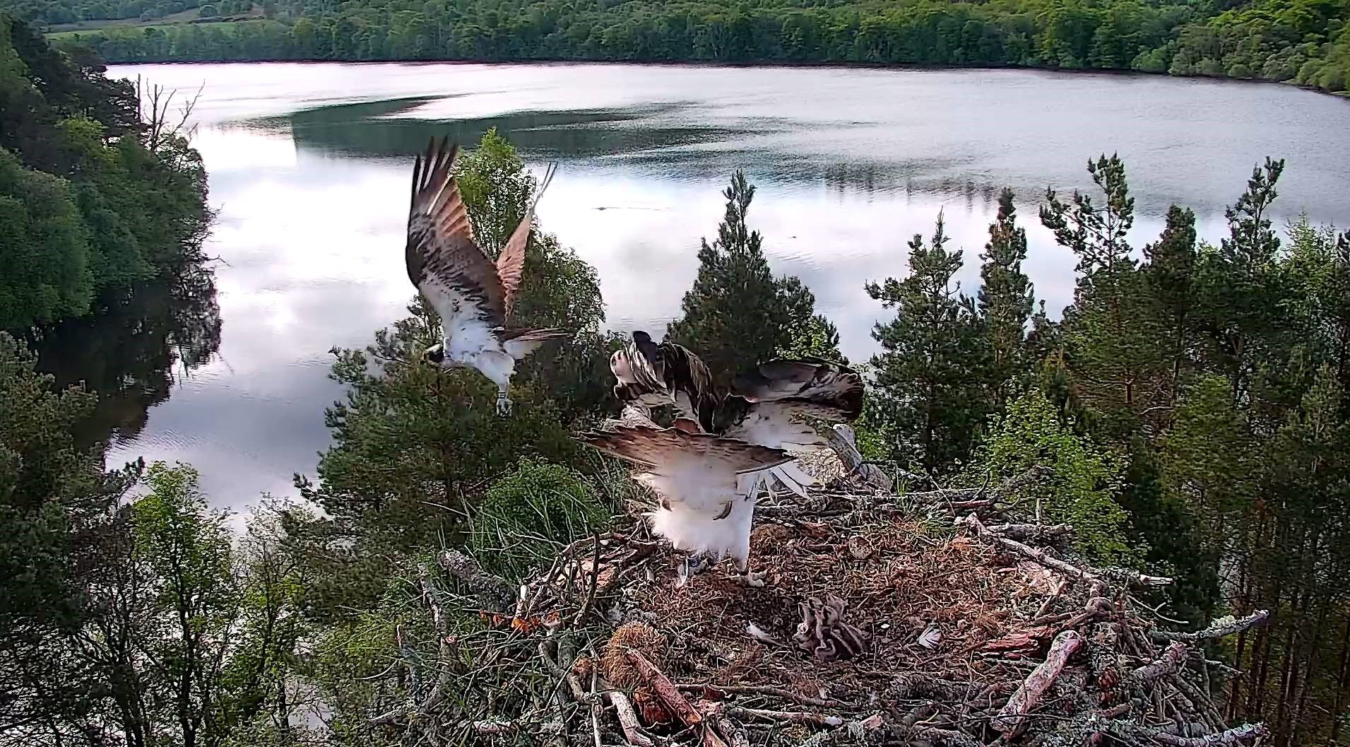 A Special Guest on the Nest – Intruding Osprey ‘Rothiemurchus’ visits Loch of the Lowes