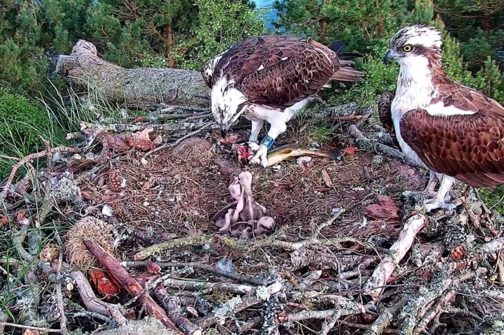 NC0 feeds her chicks with a trout brought by M12, as he stands proudly beside the nest