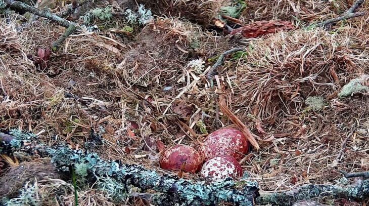 Close-up of the nest showing three eggs.