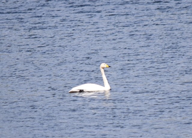 A photo of a whooper swan that was spotted on the Loch on Wednesday 25th May