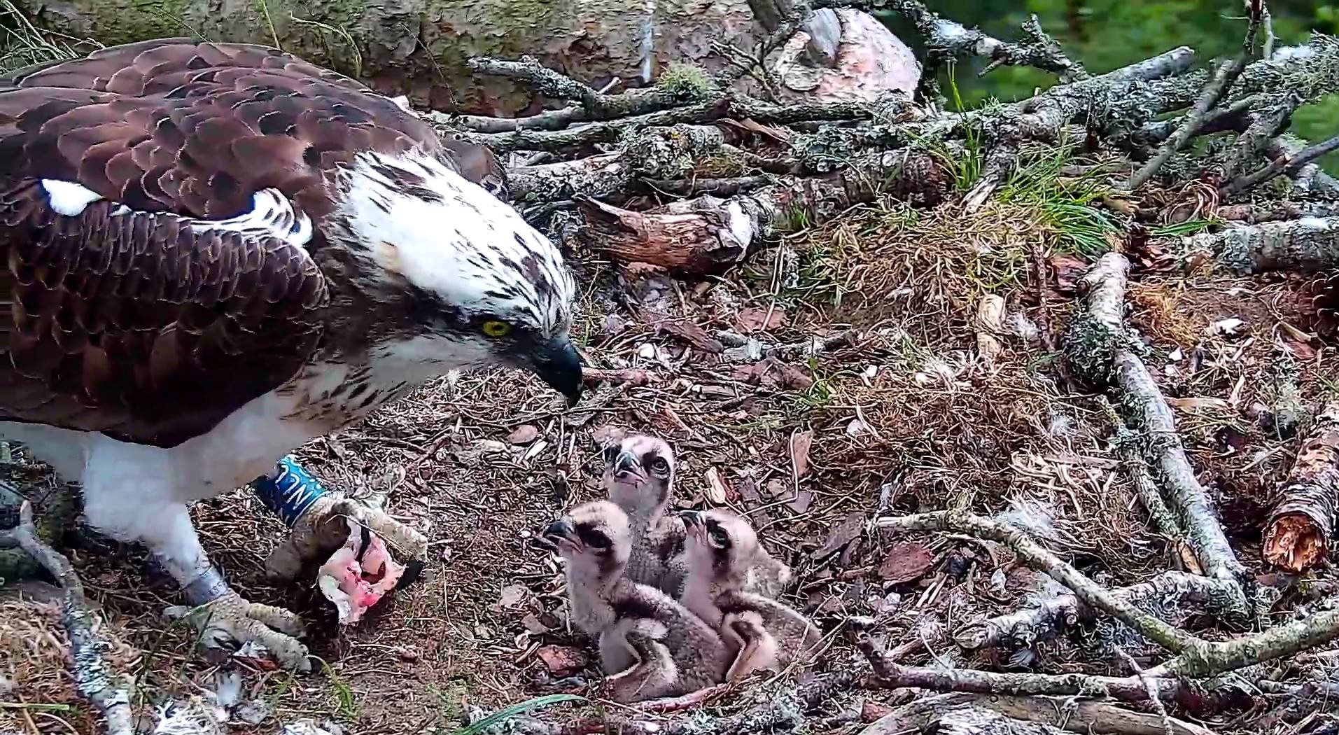 Osprey Diary at Loch of the Lowes – Week 8 (Chick-tastic and a Celebrity Guest!)