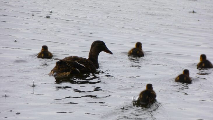 A female mallard swims with 5 of her ducklings