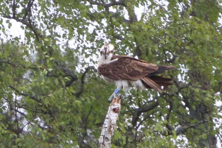 Male Osprey PH1 perched on the split birch at Loch of the Lowes in 2019