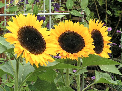 Plant a sunflower | Scottish Wildlife Trust