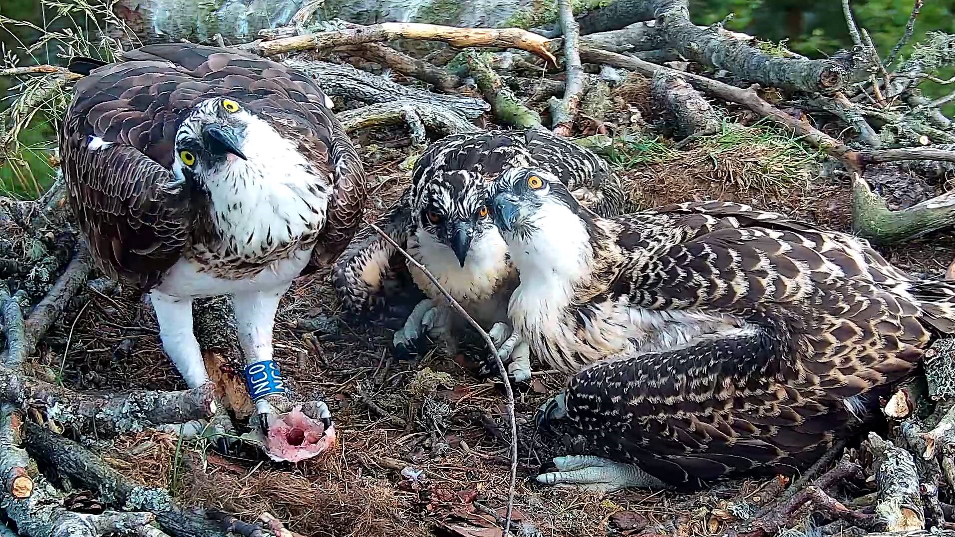 It won’t be long until the ospreys start to fledge