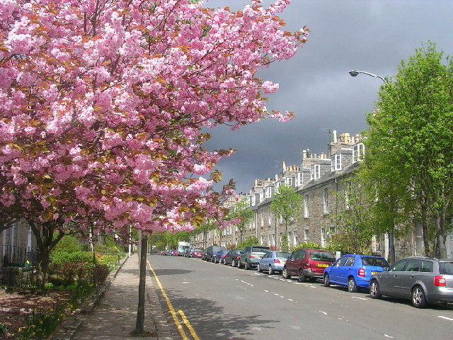 street trees