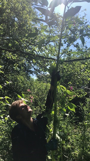 Seasonal Assistant Ranger Jackson presenting a large balsam plant