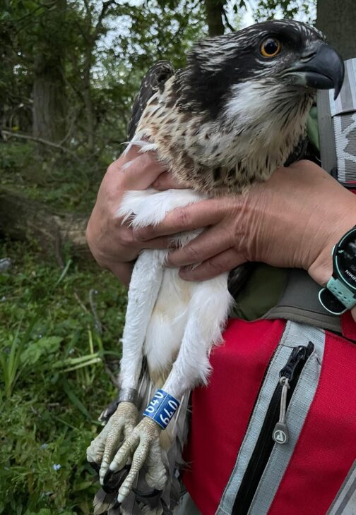 Newly ringed osprey chick 640 being held for rescue
