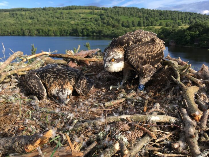 Photo of newly ringed chicks LP8 and LR0 perched in the nest