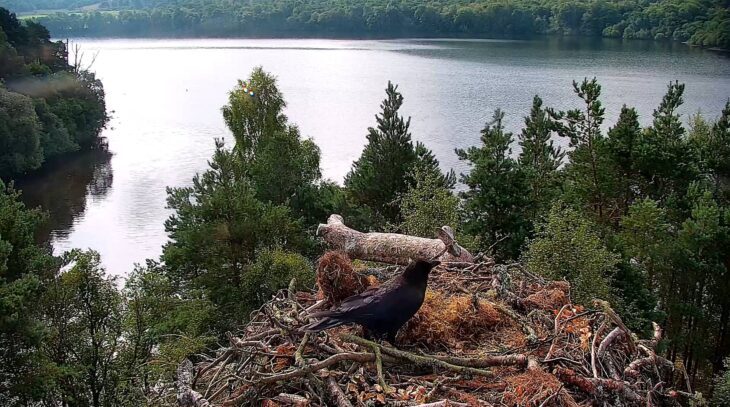 A crow is seen perched on the empty osprey nest