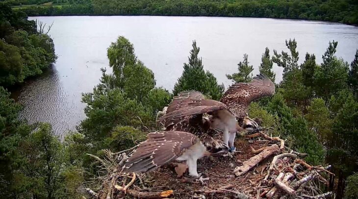 Chicks LP8 and LR0 practice using their wings together