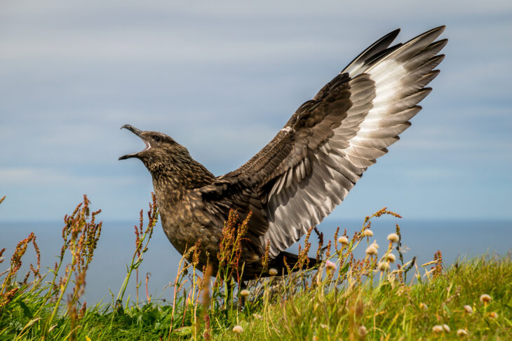A great skua with wings outstretched