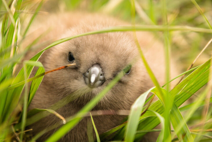 Great skua chick, Handa