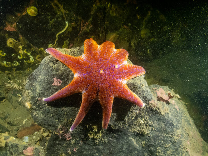 underwater image of a sunstar