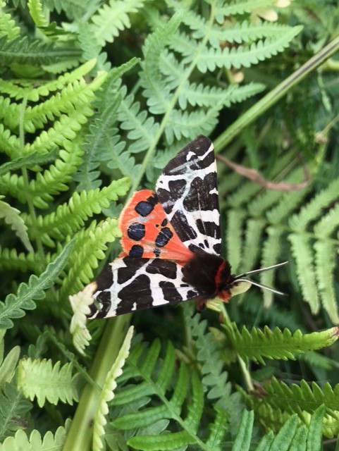 Garden Tiger Moth