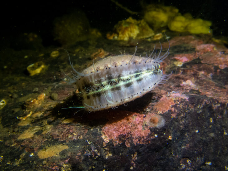 underwater image of a queen scallop