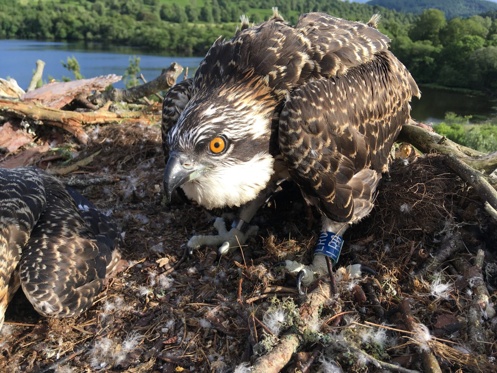 Homeward Bound Ospreys On The Move Scottish Wildlife Trust