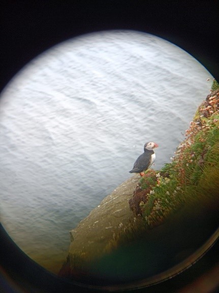 A puffin perched on a cliff side viewed from above through a spotting scope.