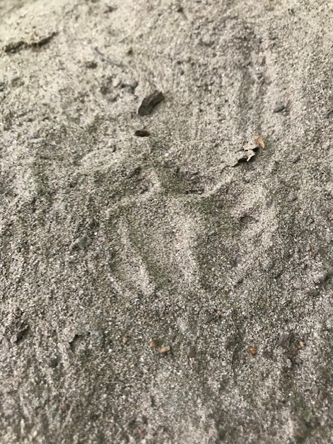 A set of badger prints, displaying its five toes and distinctive kidney shaped pad