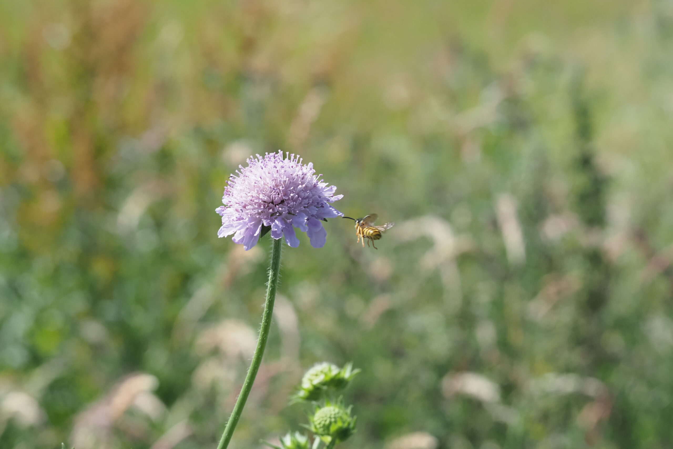 Wildflowers and Pollinators in August