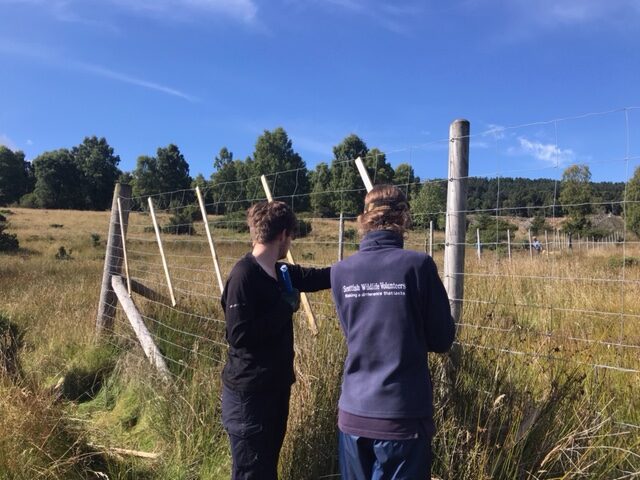 Rangers Emma and Jackson fencing at Balnaguard Glen - grouse mark fencing that is
