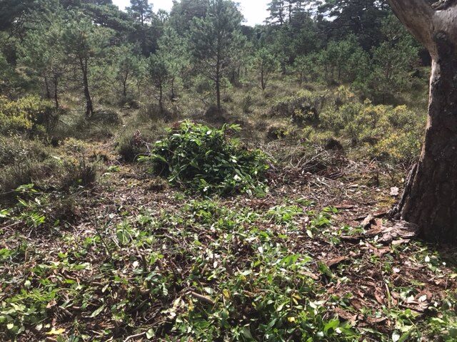 Aftermath of rhododendron tackling at Lowes reserve