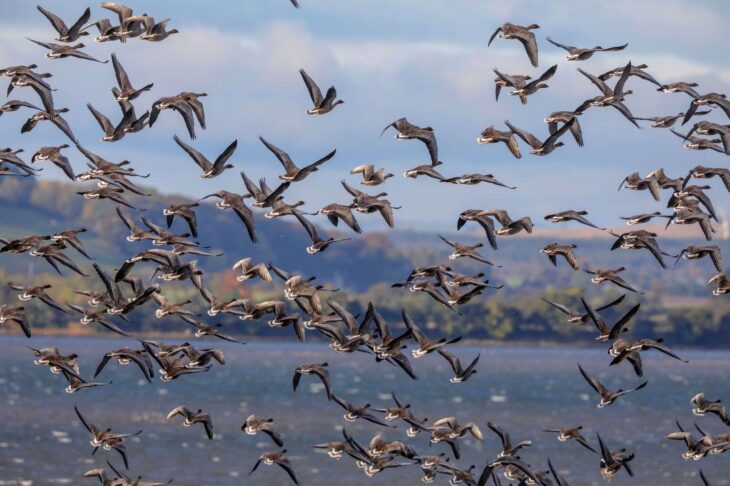 Flock of pink-geese flying over Montrose Basin salt marsh
