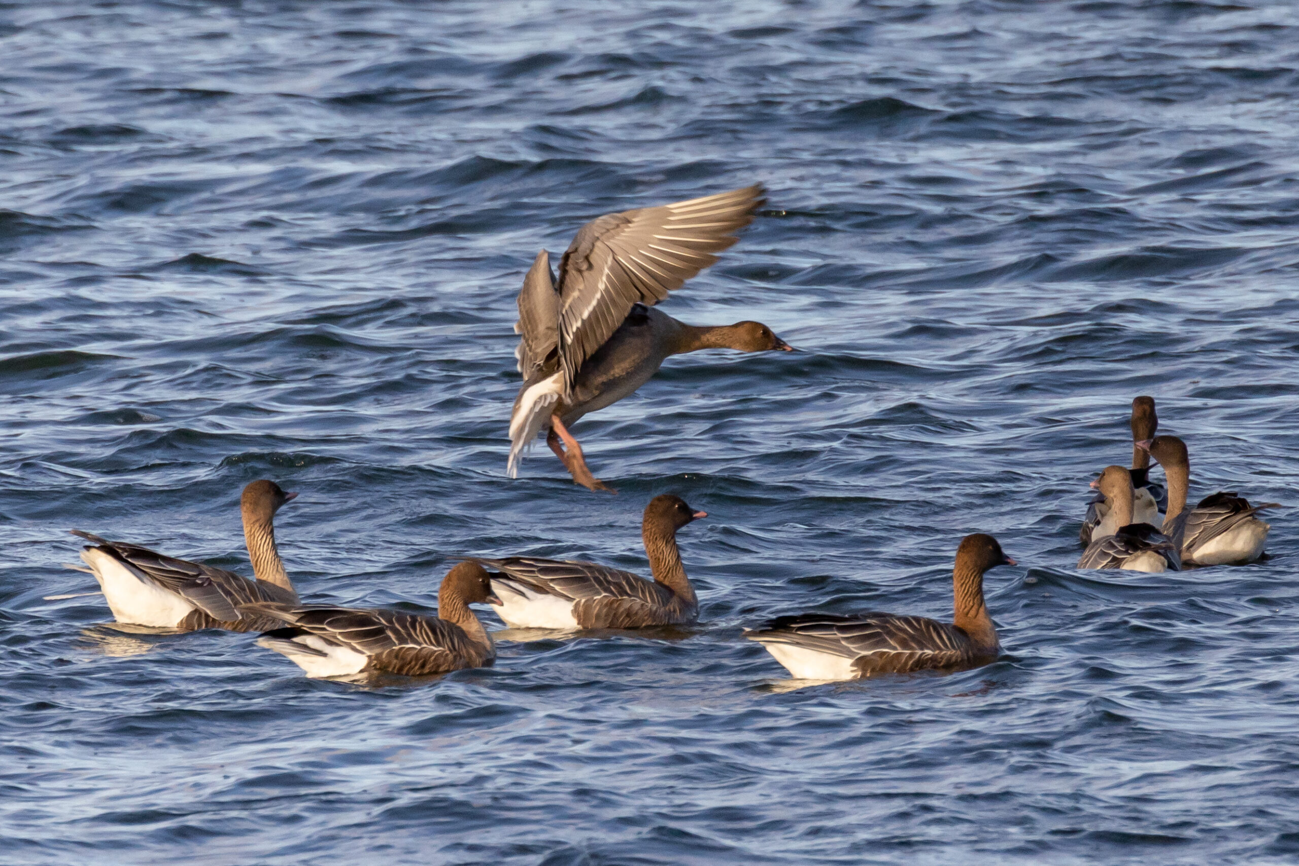 Pink-footed Goose FAQ
